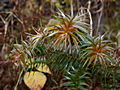 Cunninghamia lanceolata IMG_1381 Stroigła chińska